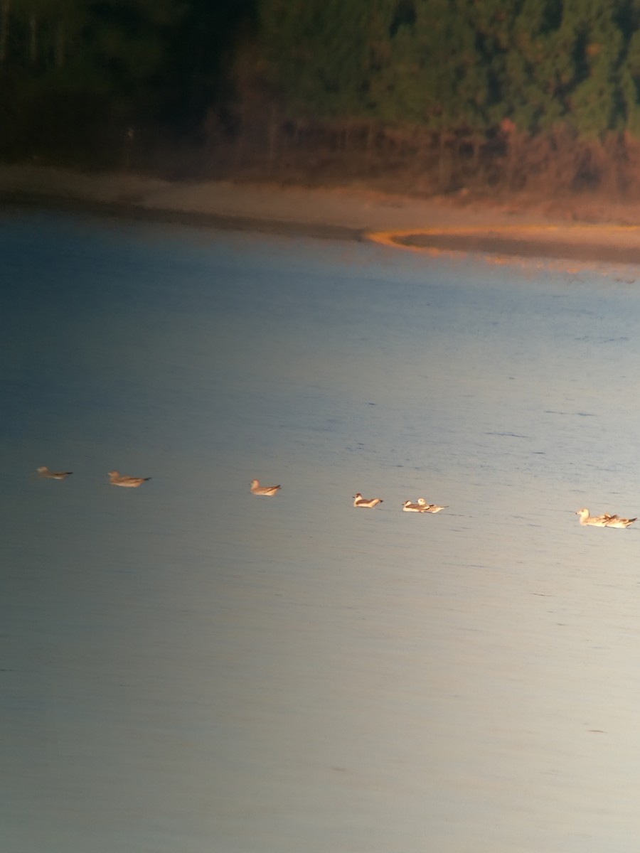 Franklin's Gull - ML121863591