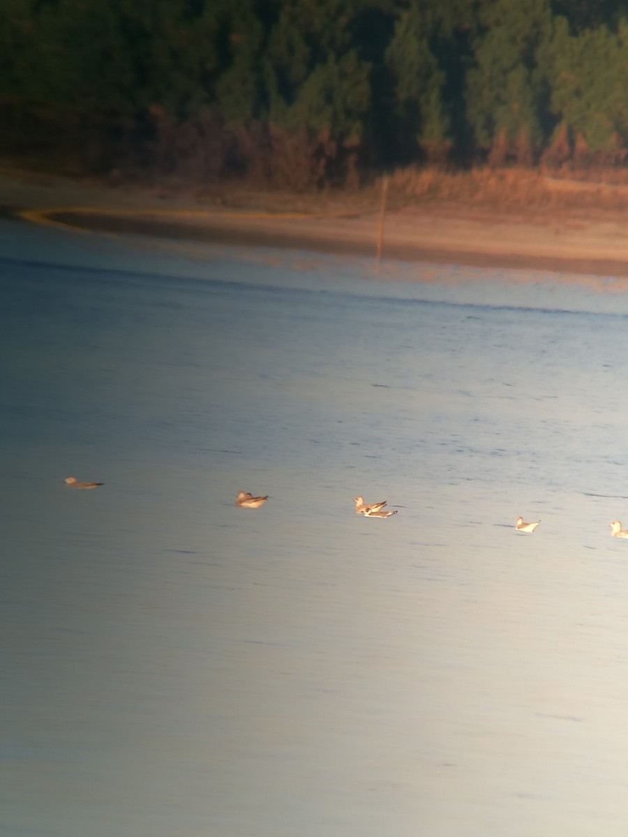 Franklin's Gull - ML121863601