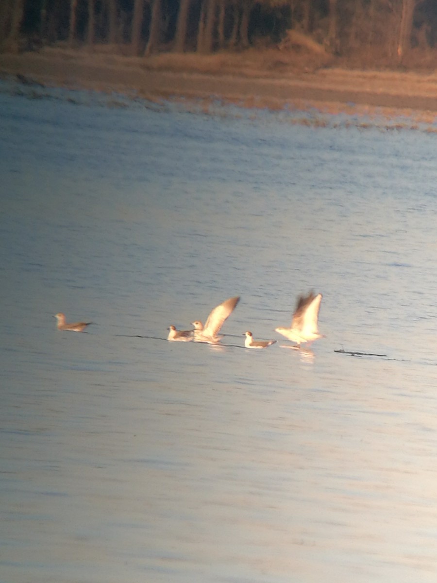 Franklin's Gull - ML121863621