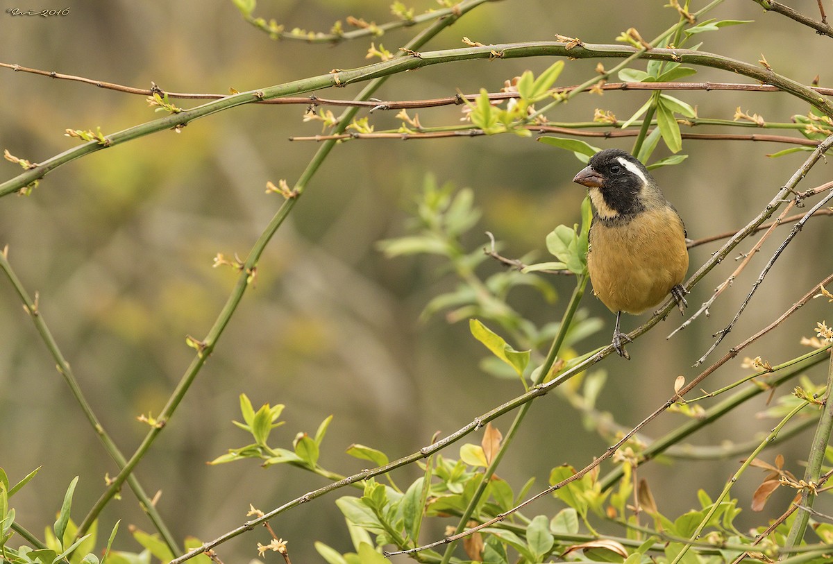 Golden-billed Saltator - ML121863931