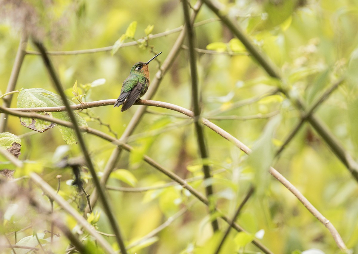 Blue-capped Puffleg - ML121864681