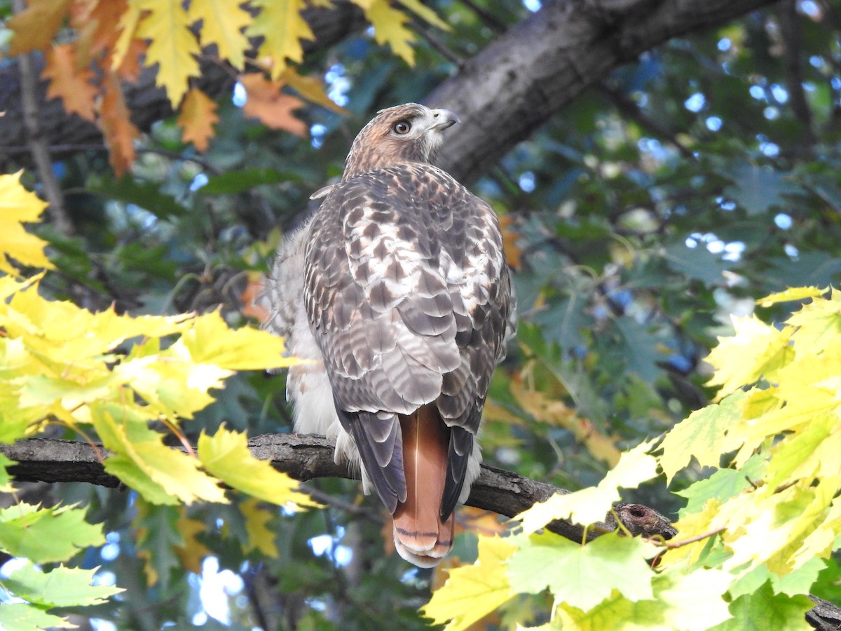 Red-tailed Hawk - ML121864771
