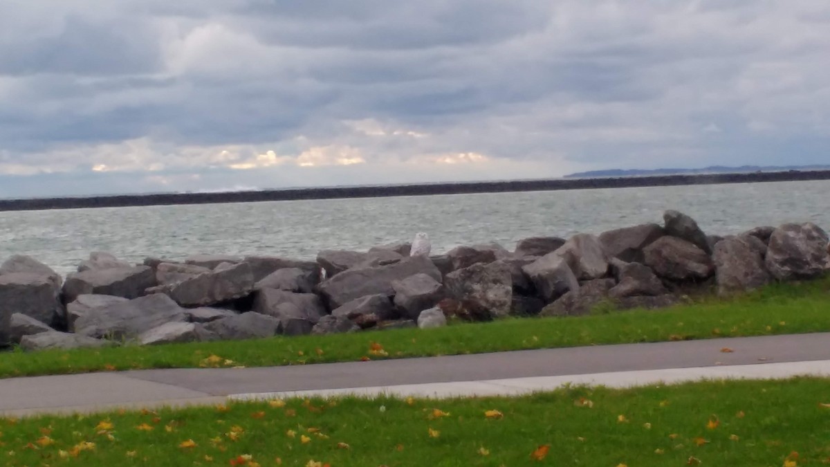 Snowy Owl - ML121864801