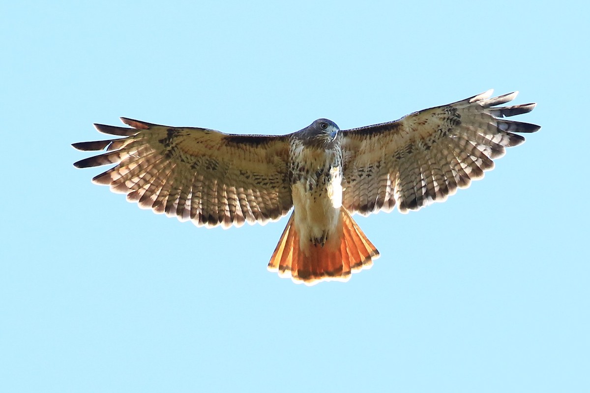 Red-tailed Hawk - ML121865311