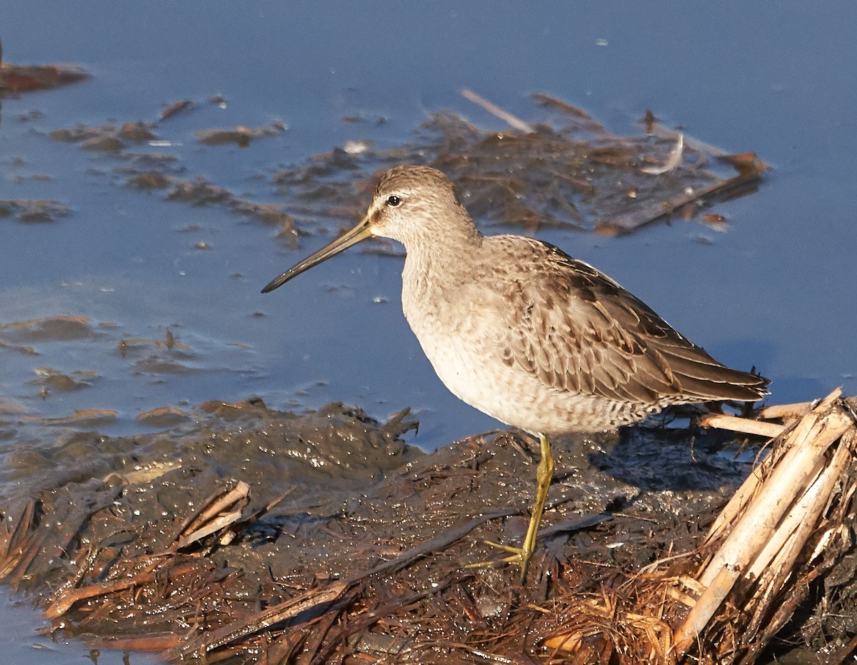 Short-billed Dowitcher - ML121865611