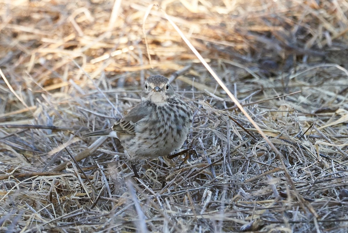 American Pipit - Brooke Miller