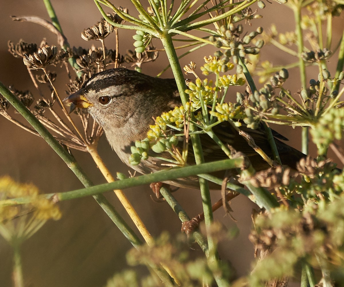 White-crowned Sparrow - Brooke Miller