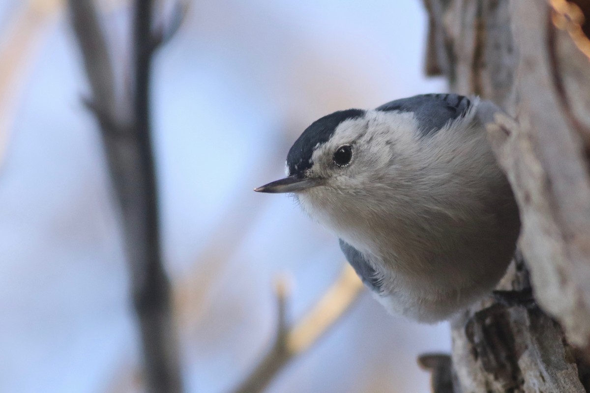 White-breasted Nuthatch - ML121866731