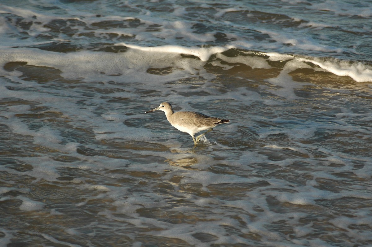 Willet (Western) - Vincent Weber