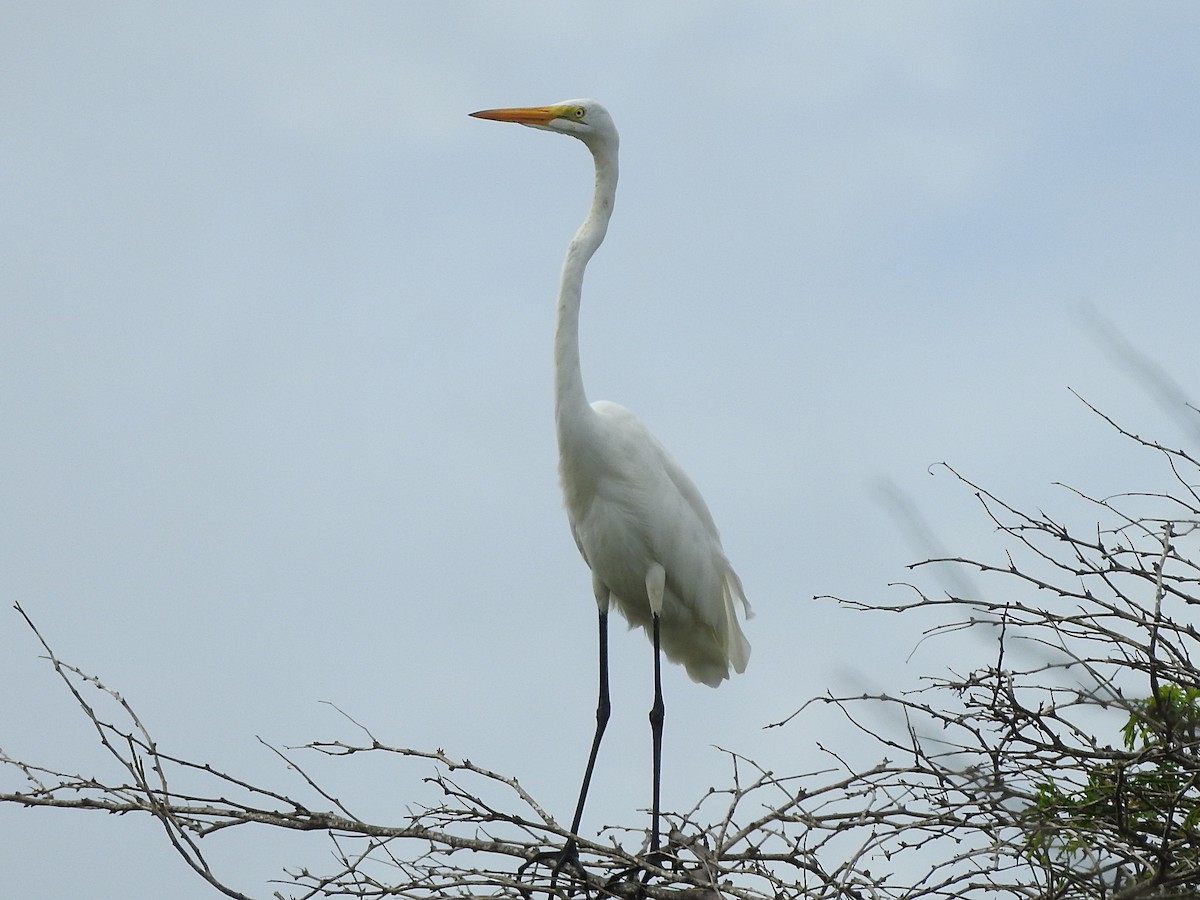 Great Egret - Glenda Tromp