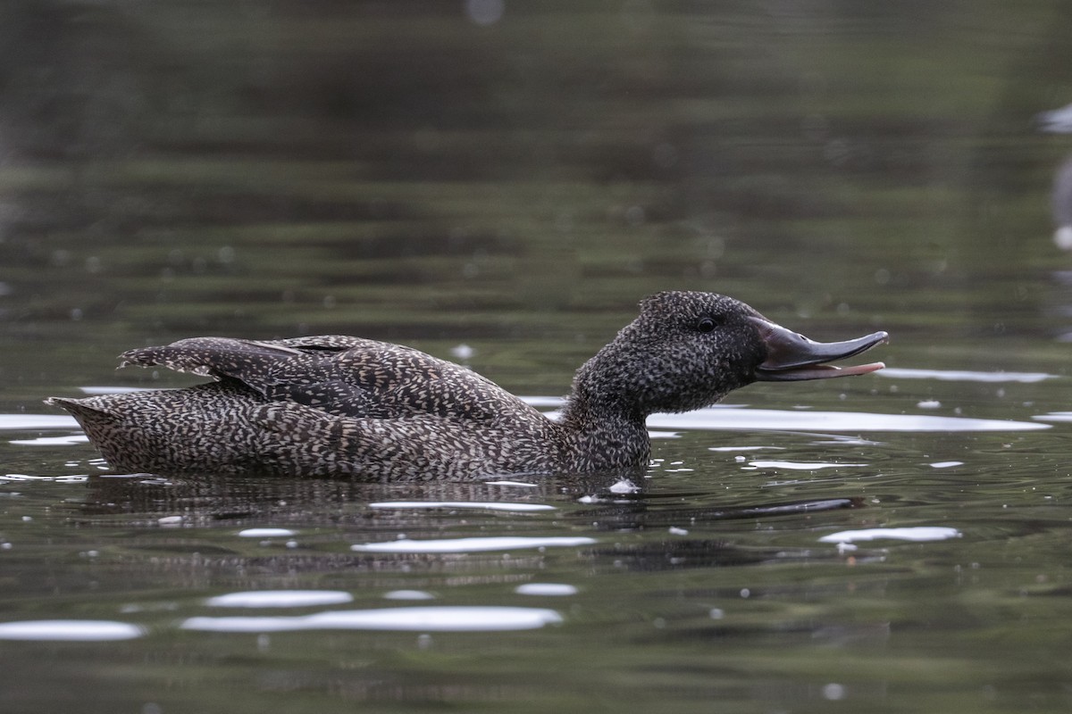 Freckled Duck - Tommy Pedersen