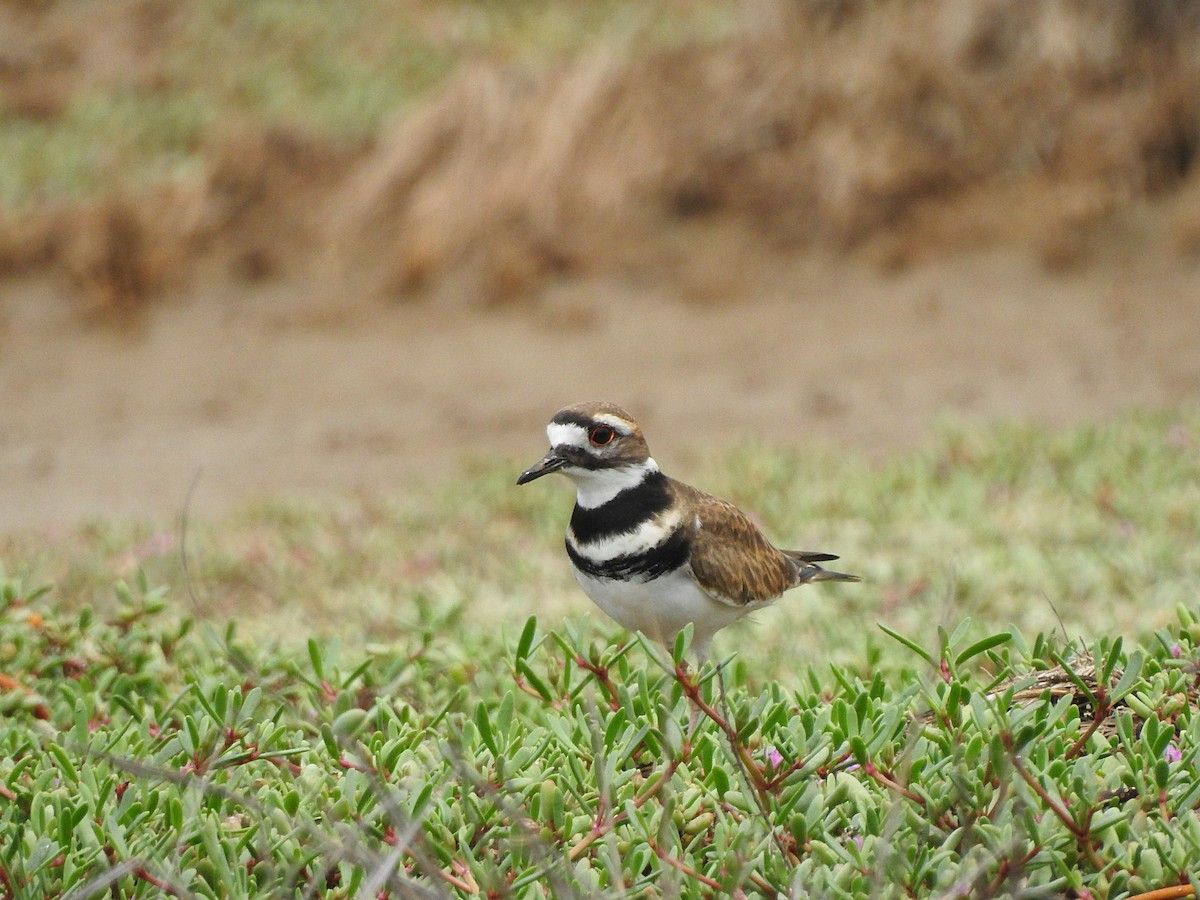 Killdeer - ML121868791