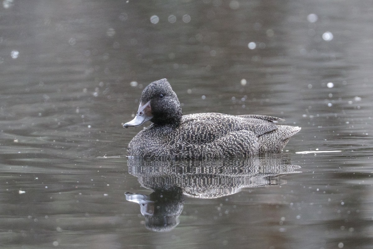 Freckled Duck - Tommy Pedersen