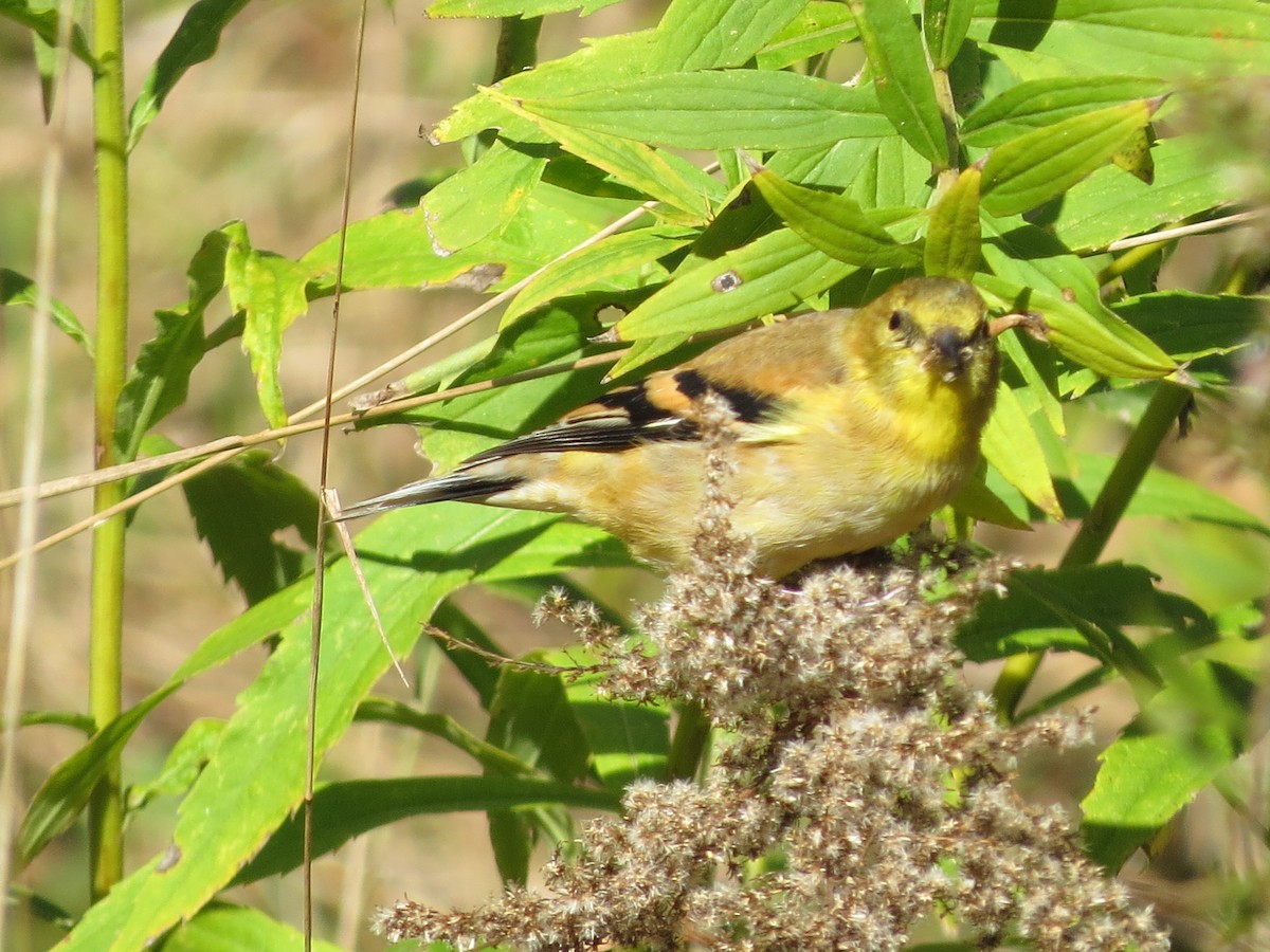 American Goldfinch - suzanne pudelek