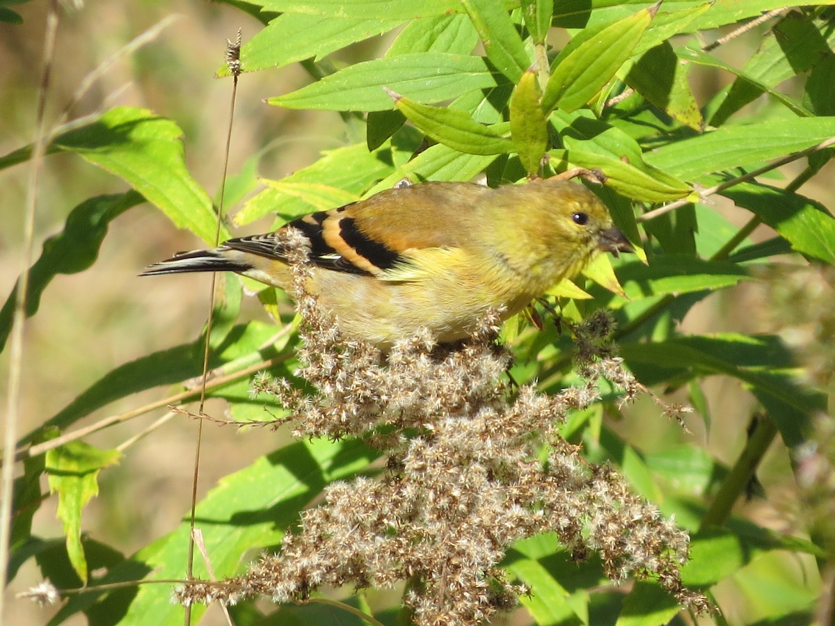 American Goldfinch - ML121870581