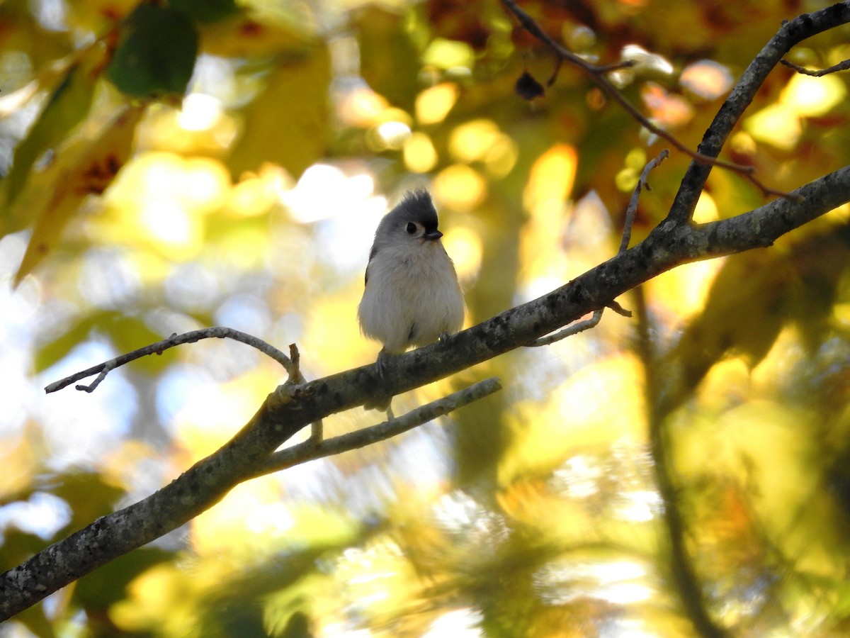 Tufted Titmouse - ML121870651