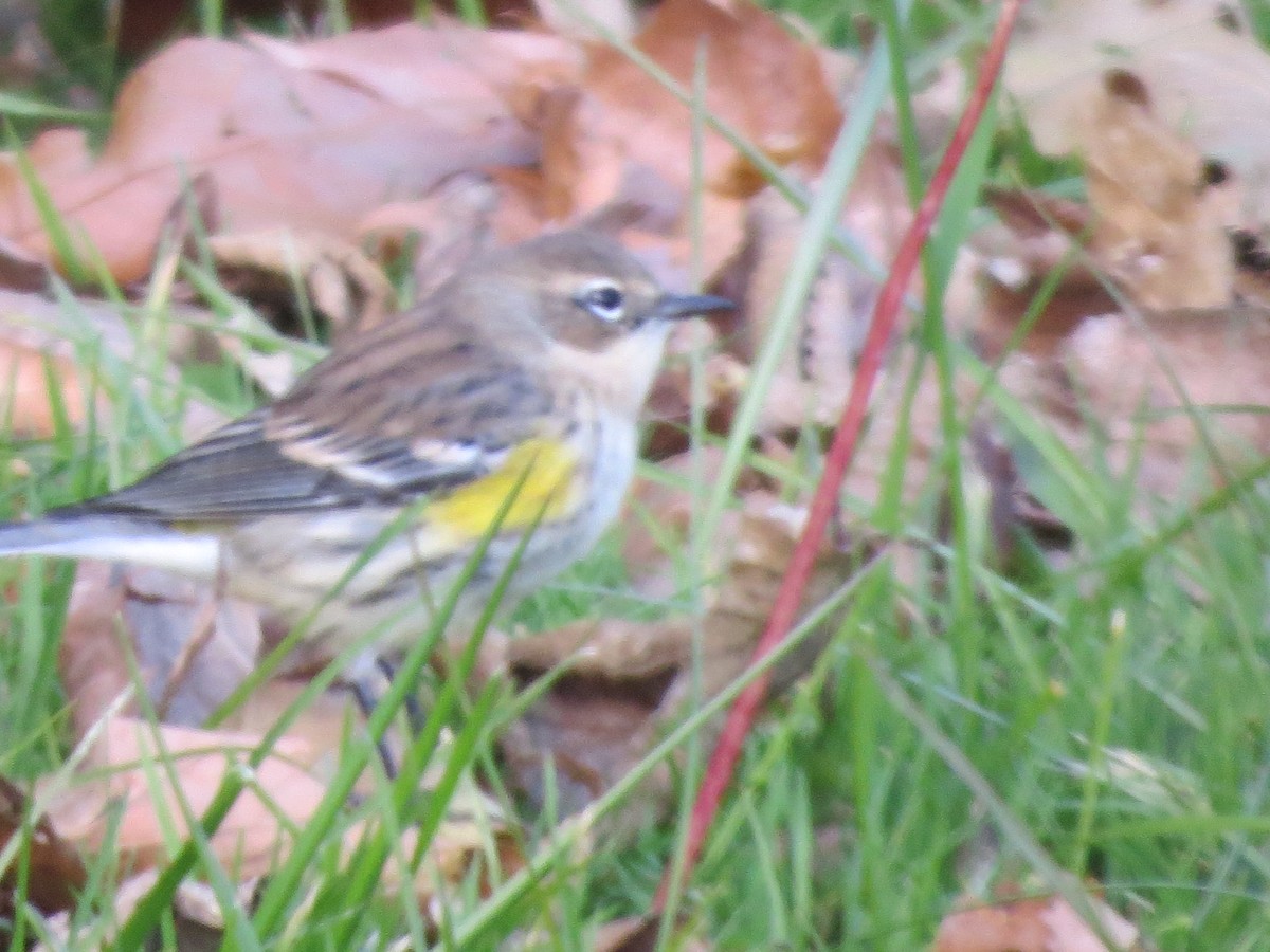 Yellow-rumped Warbler - ML121870891