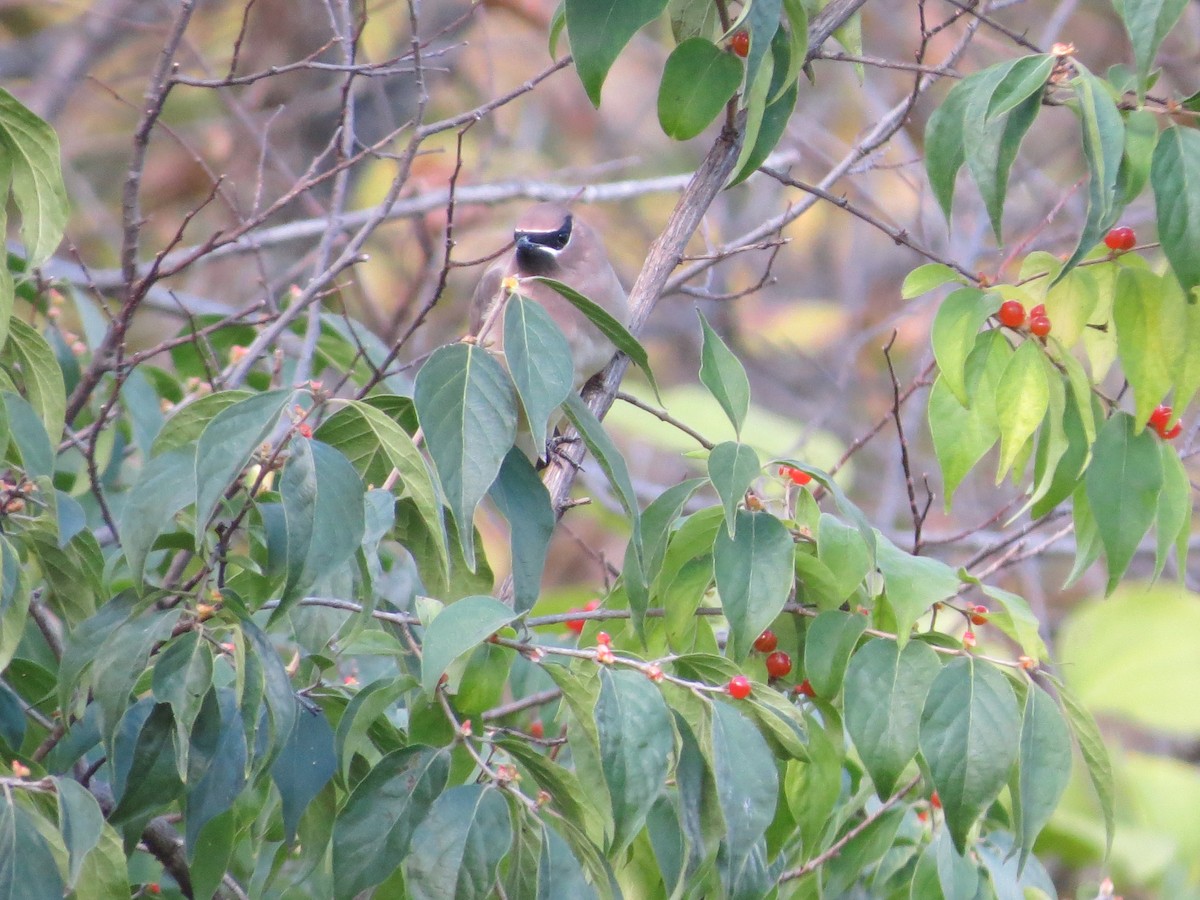 Cedar Waxwing - ML121871021