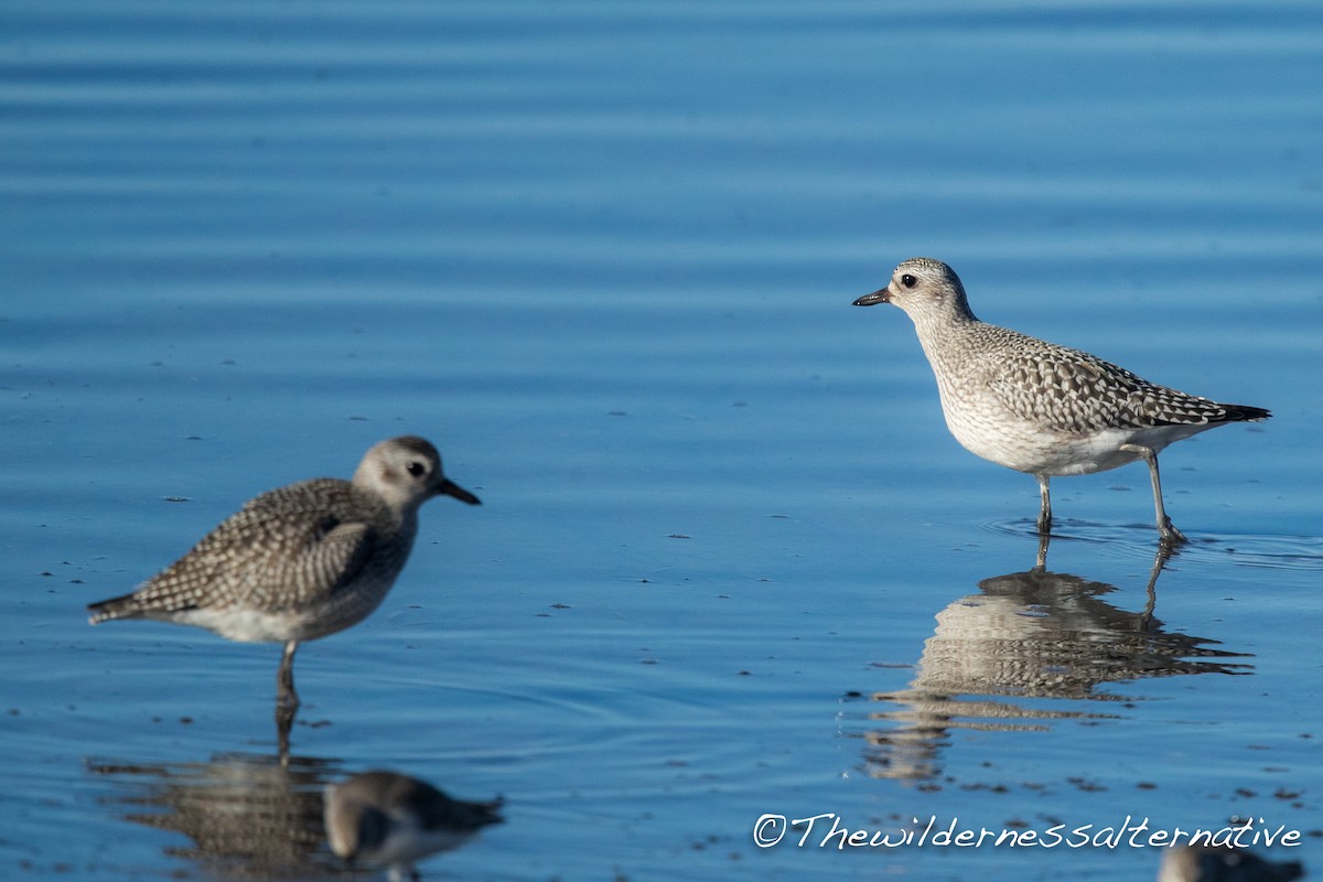 Black-bellied Plover - ML121871031