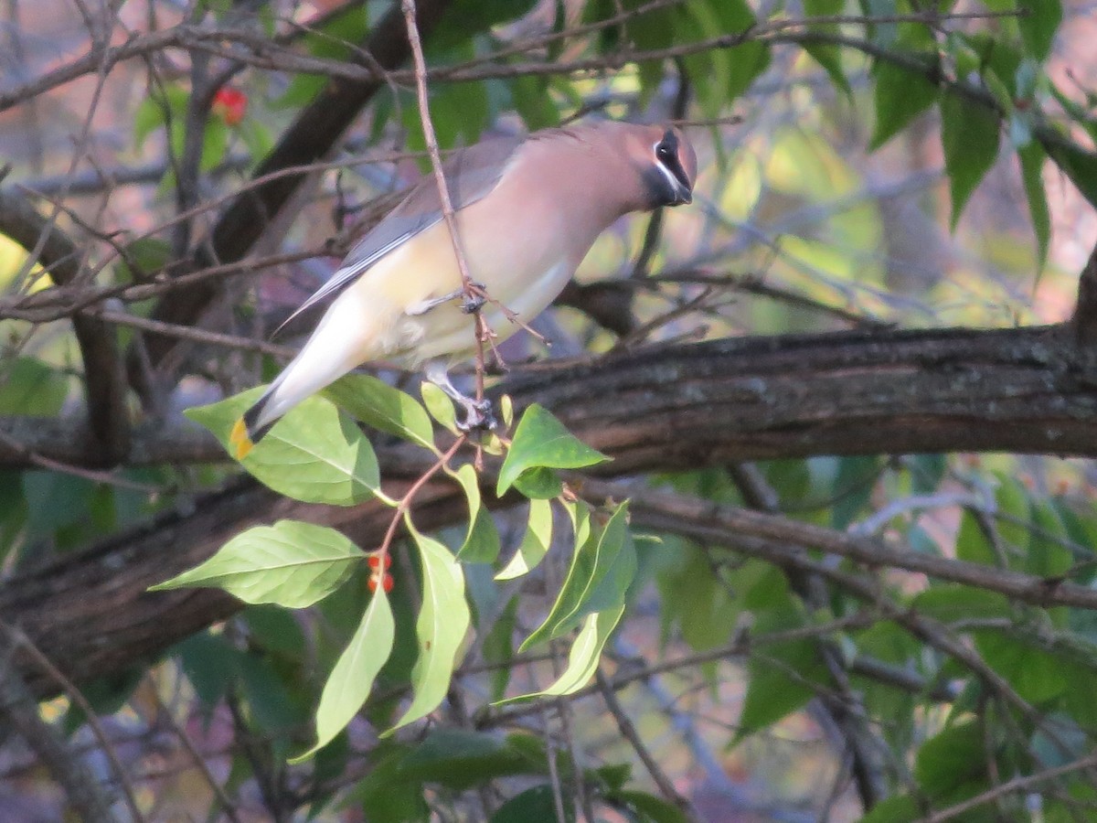 Cedar Waxwing - ML121871141