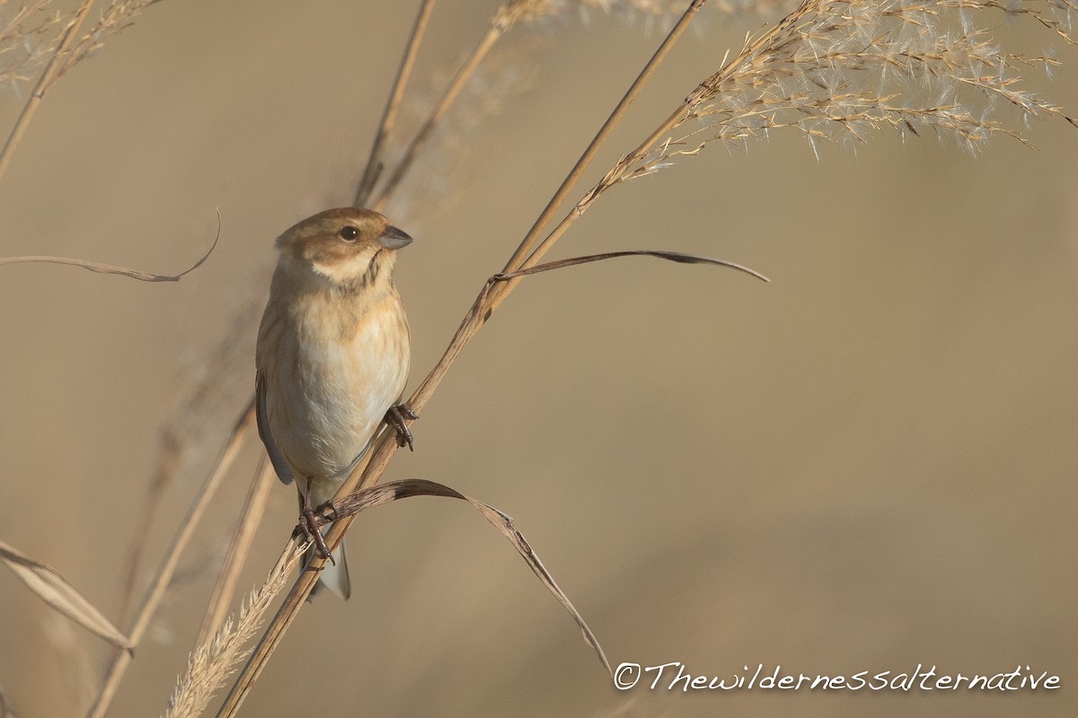 Reed Bunting - ML121871391