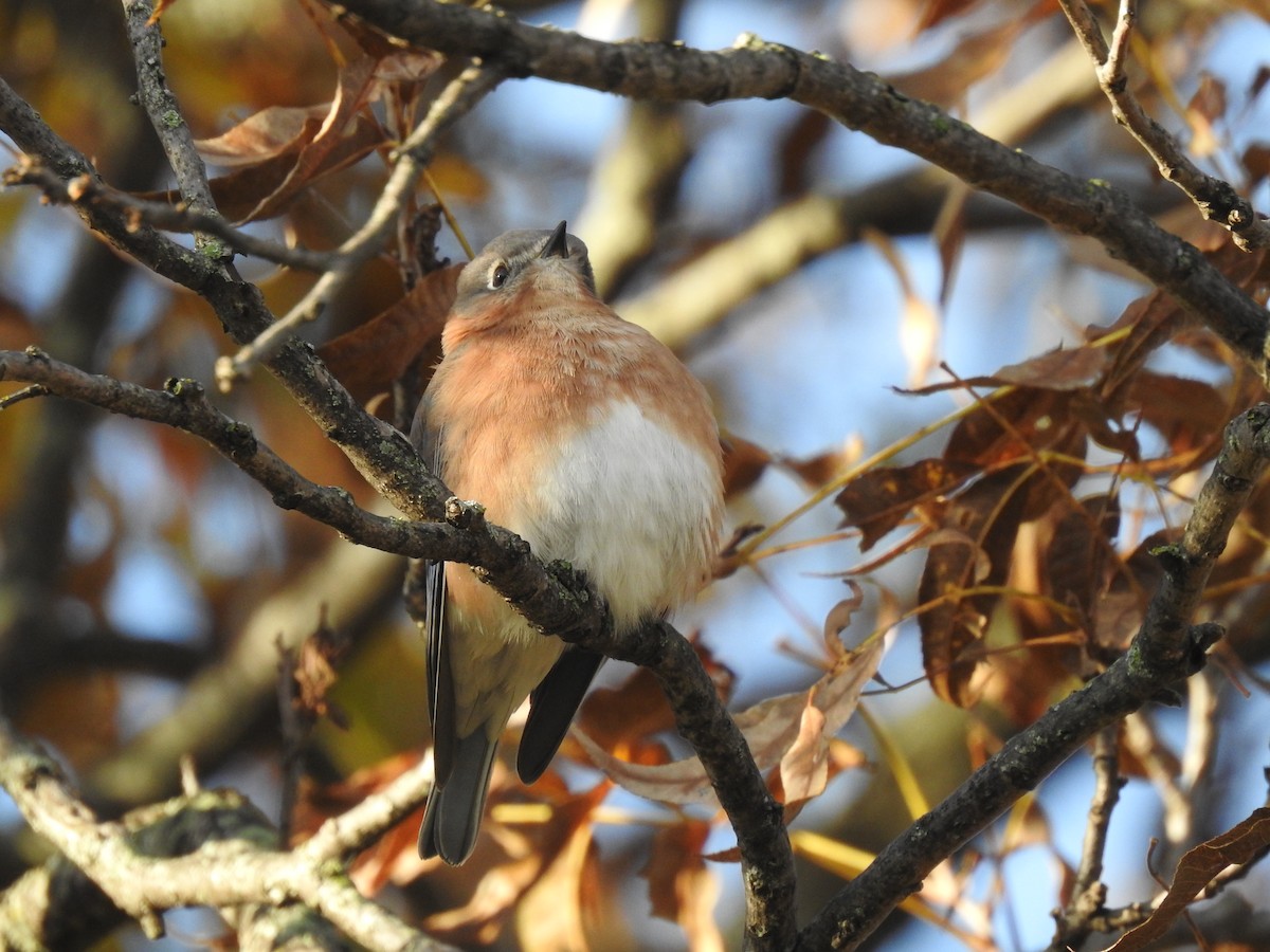 Eastern Bluebird - ML121871651