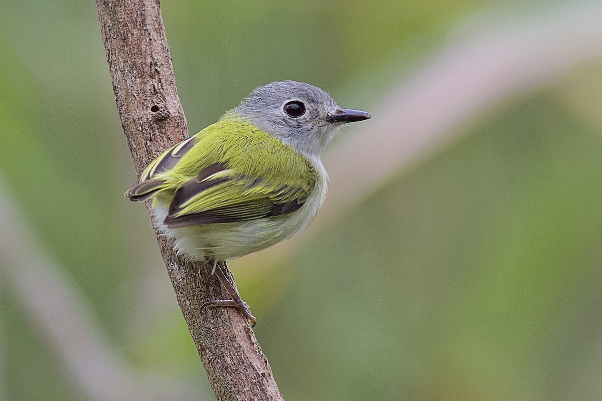 Short-tailed Pygmy-Tyrant - Luiz Matos