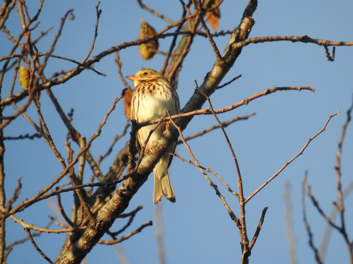 Savannah Sparrow - nicole land