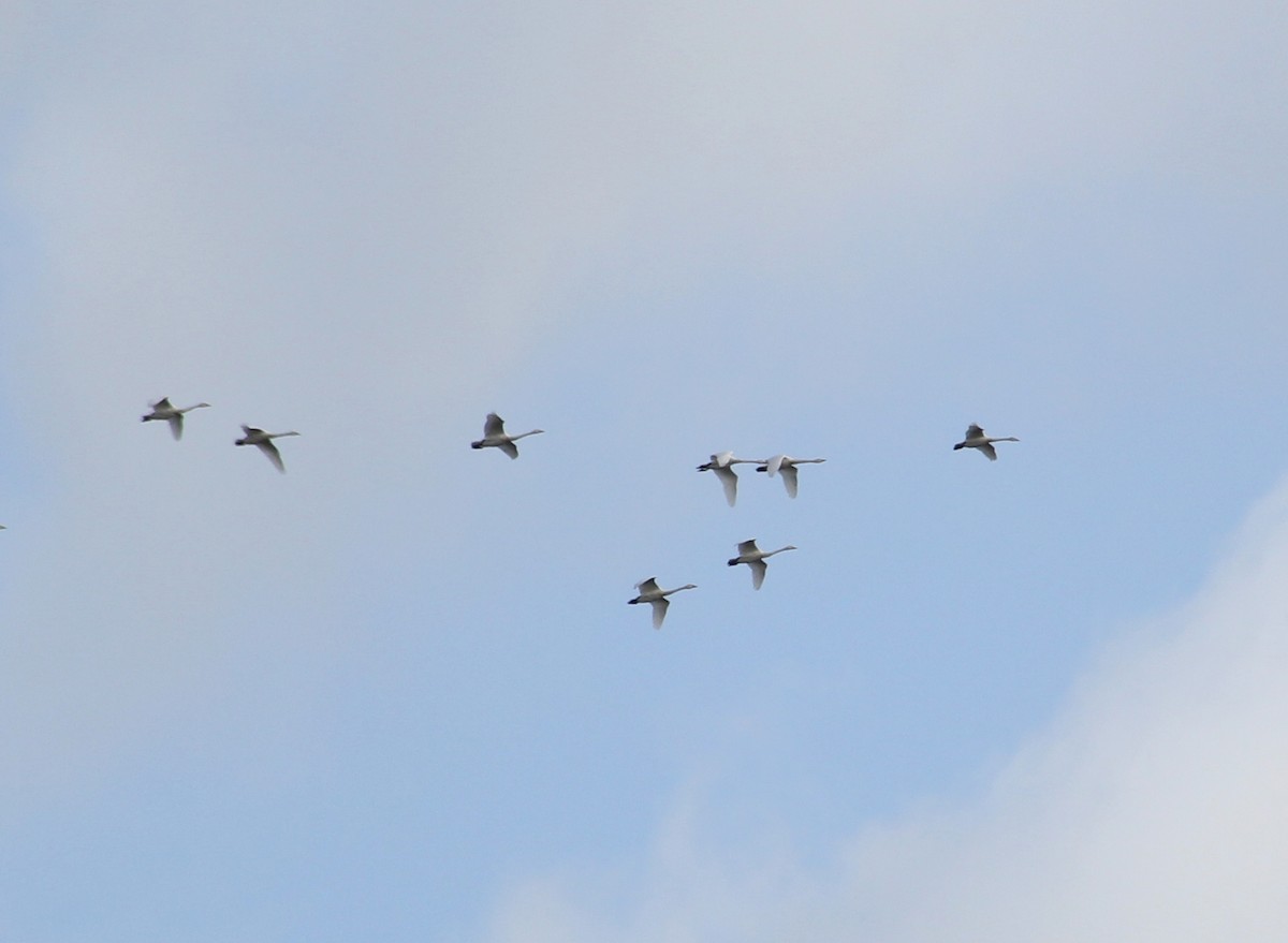 Mute Swan - ML121872711