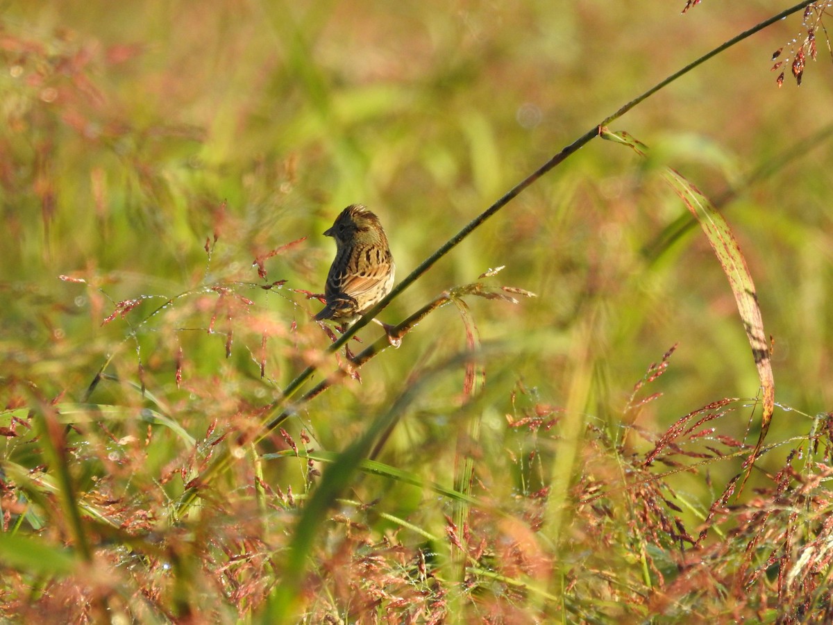 Lincoln's Sparrow - nicole land