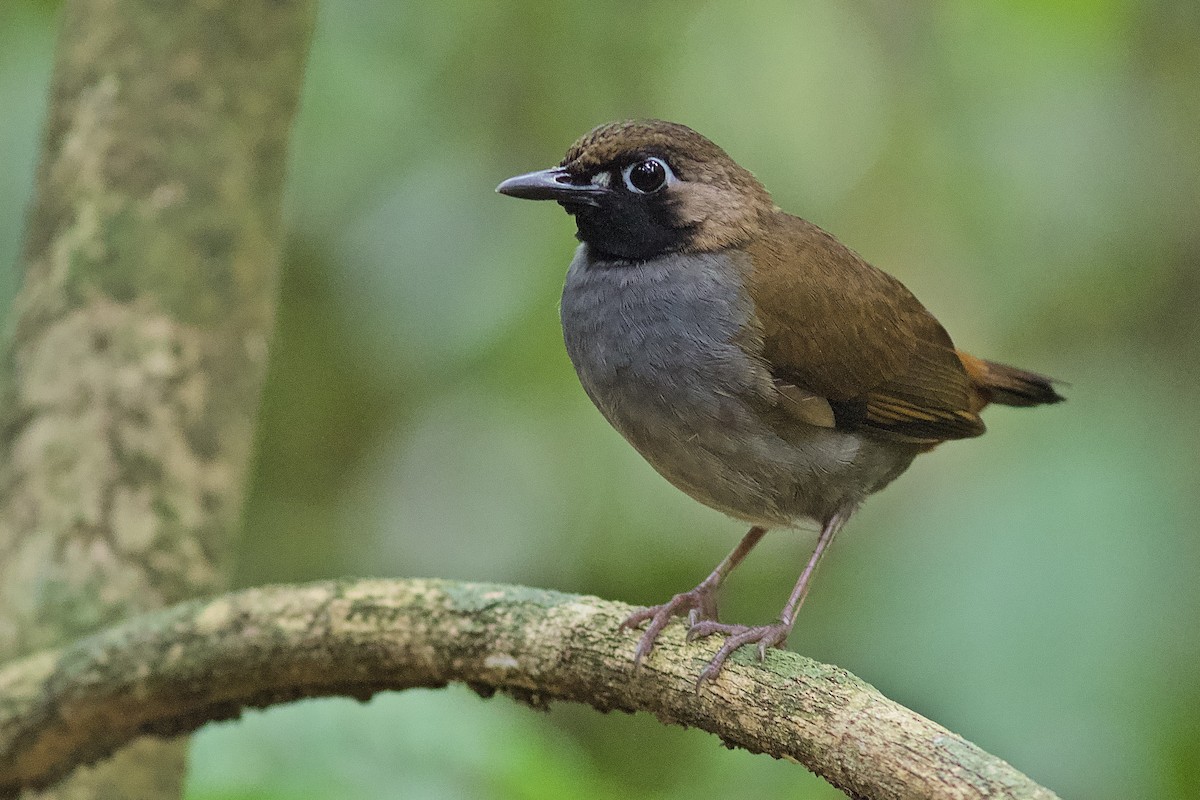 Black-faced Antthrush - Luiz Matos