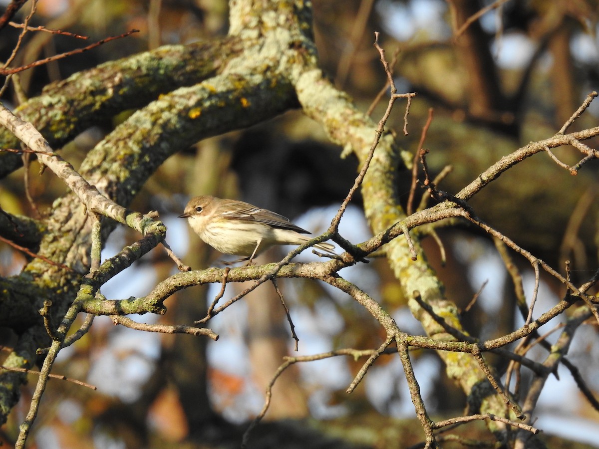 Yellow-rumped Warbler - nicole land