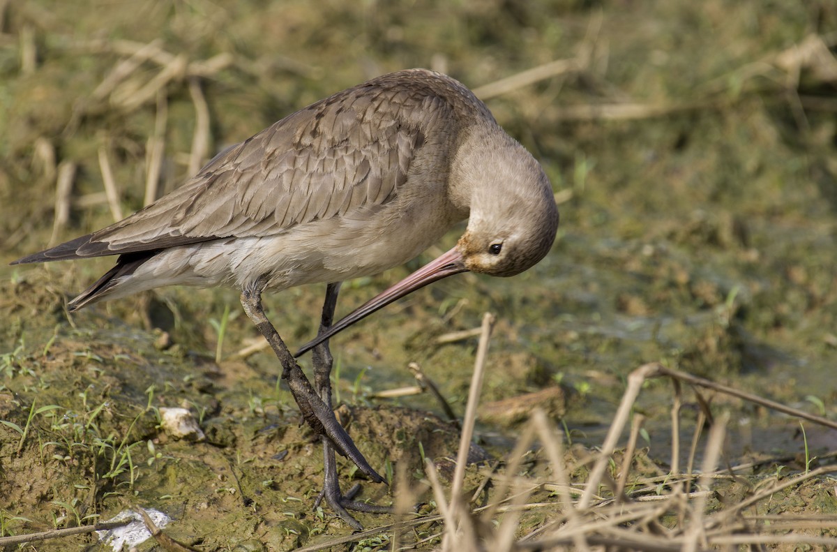 Hudsonian Godwit - ML121873961