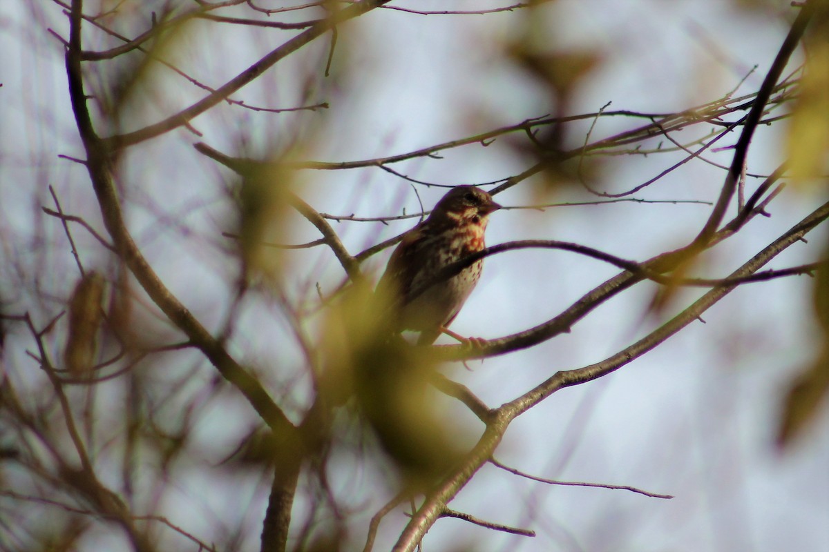 Fox Sparrow - ML121874881