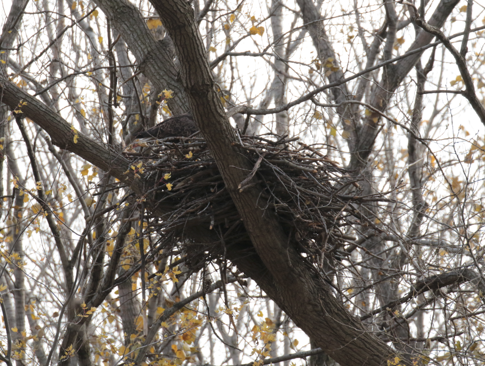 Bald Eagle - ML121876271