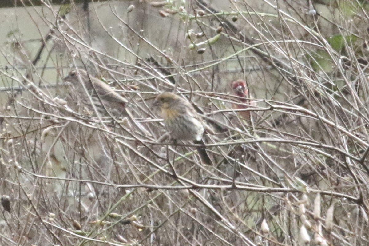 House Finch - ML121878101