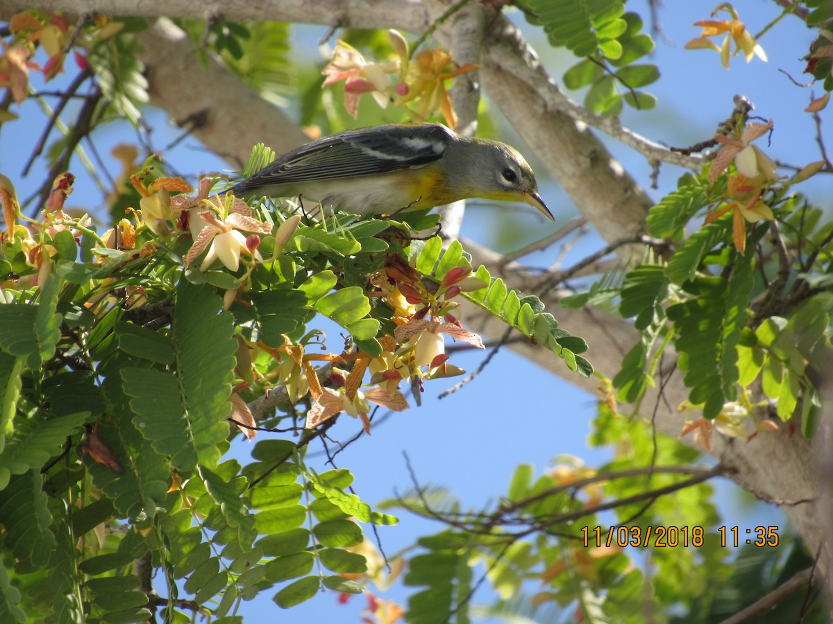 Parula Norteña - ML121878381