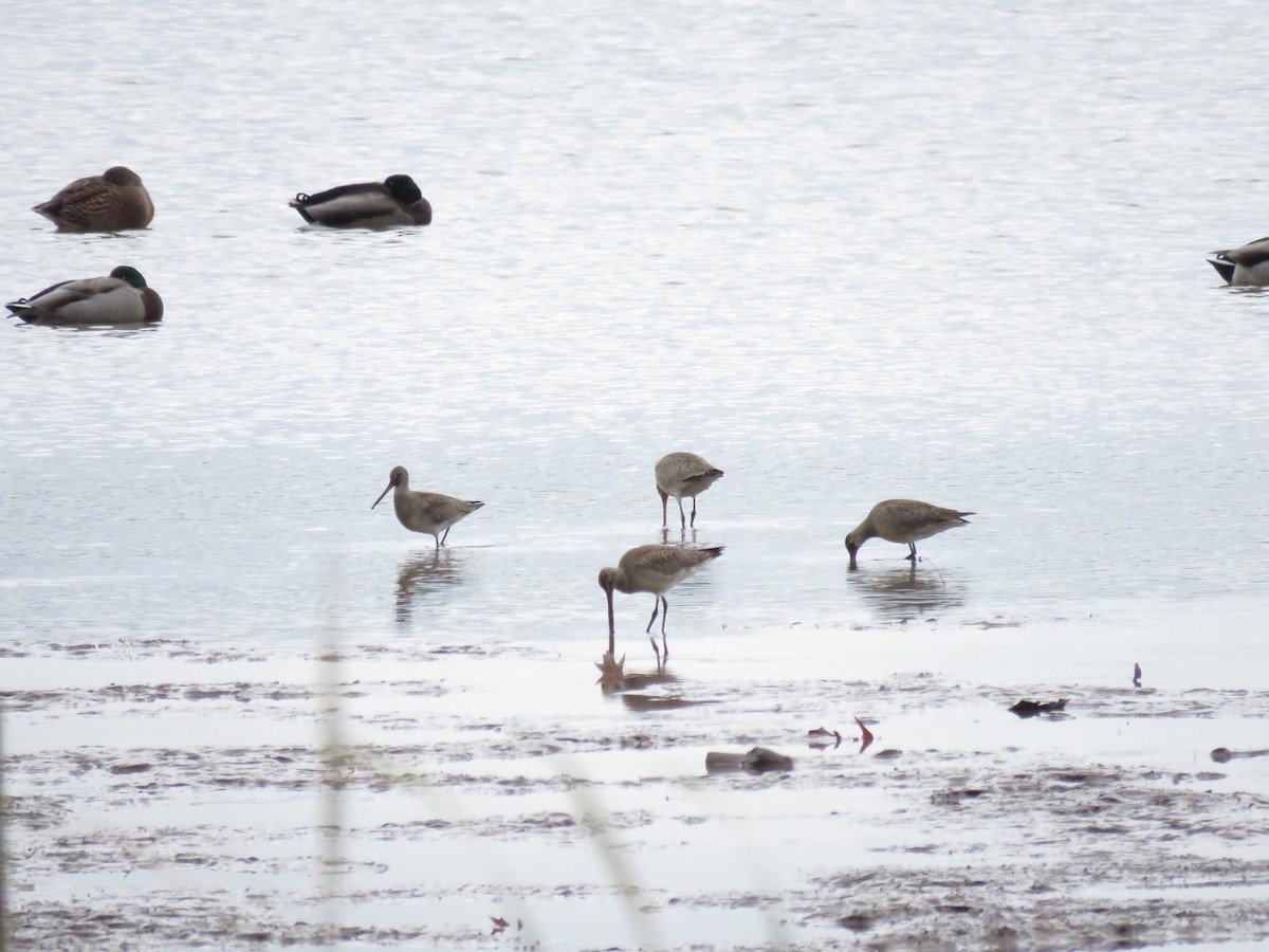 Hudsonian Godwit - Morgan Kain