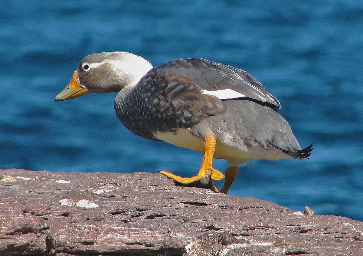 White-headed Steamer-Duck - ML121878931