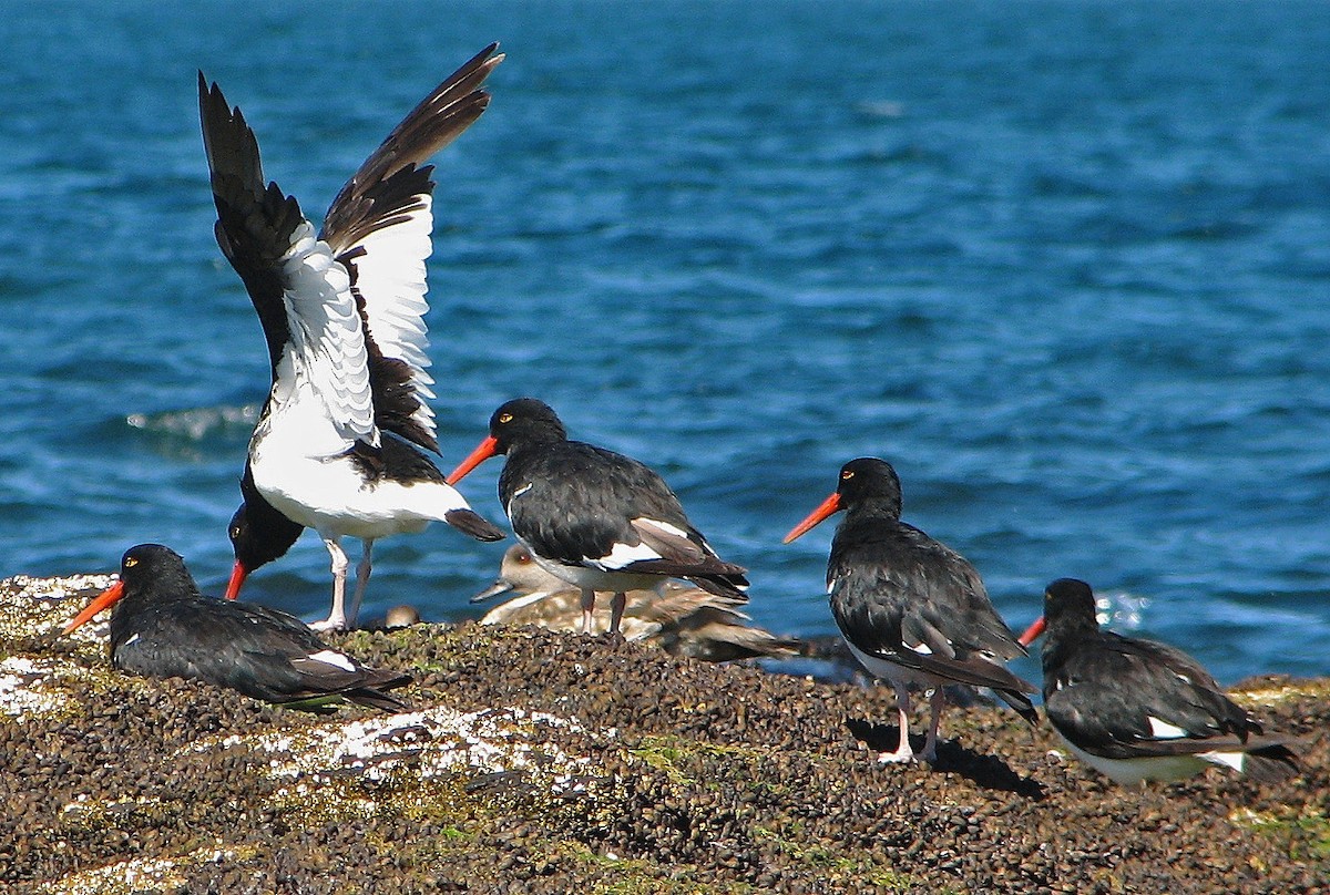 Magellanic Oystercatcher - ML121879091