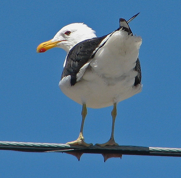 Kelp Gull - Hugo Hulsberg