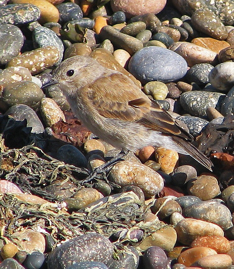 patagonianegrito - ML121880021