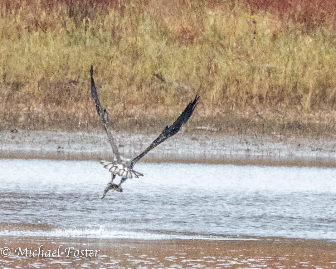 Bald Eagle - ML121880561