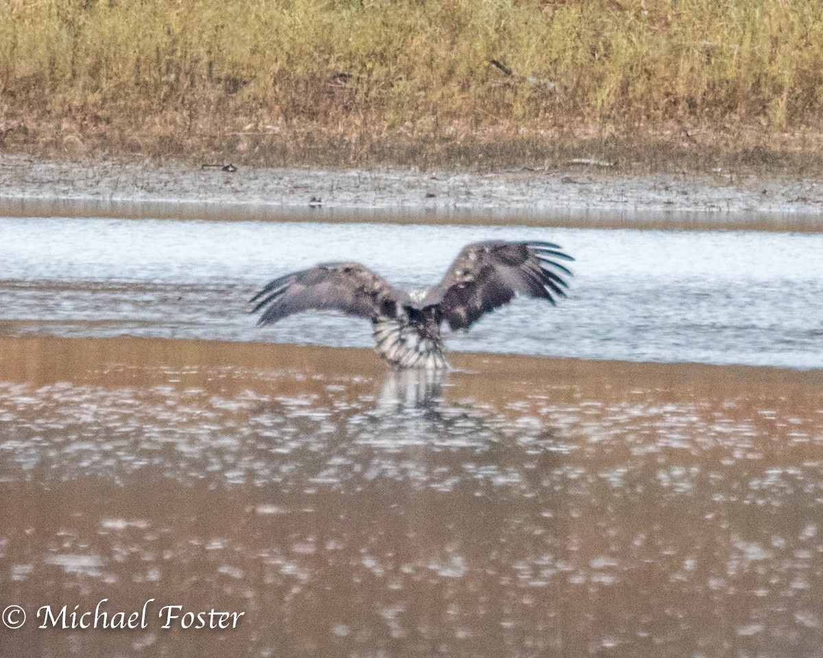 Bald Eagle - ML121880571