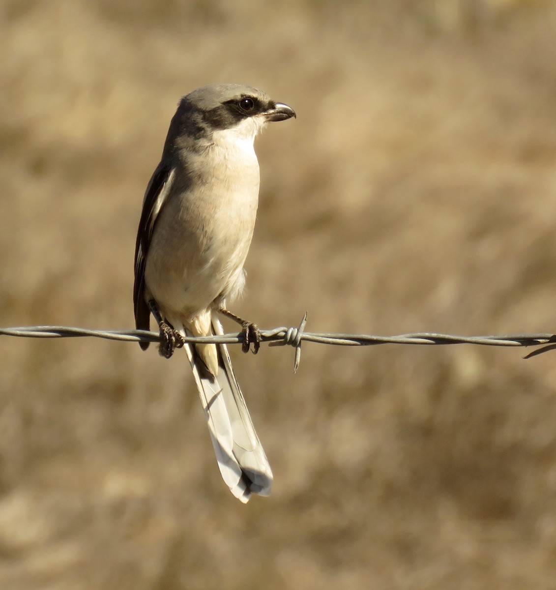 Loggerhead Shrike - Petra Clayton