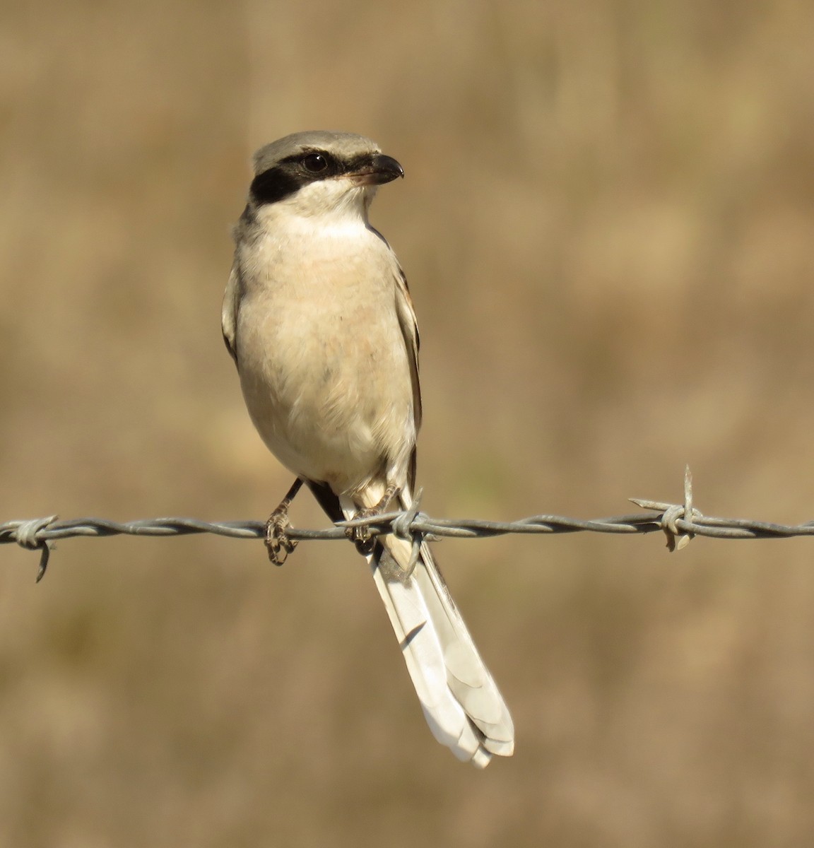 Loggerhead Shrike - Petra Clayton