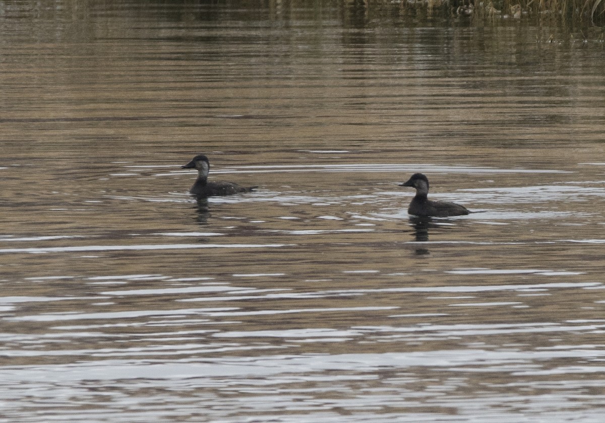 Black Scoter - ML121881561