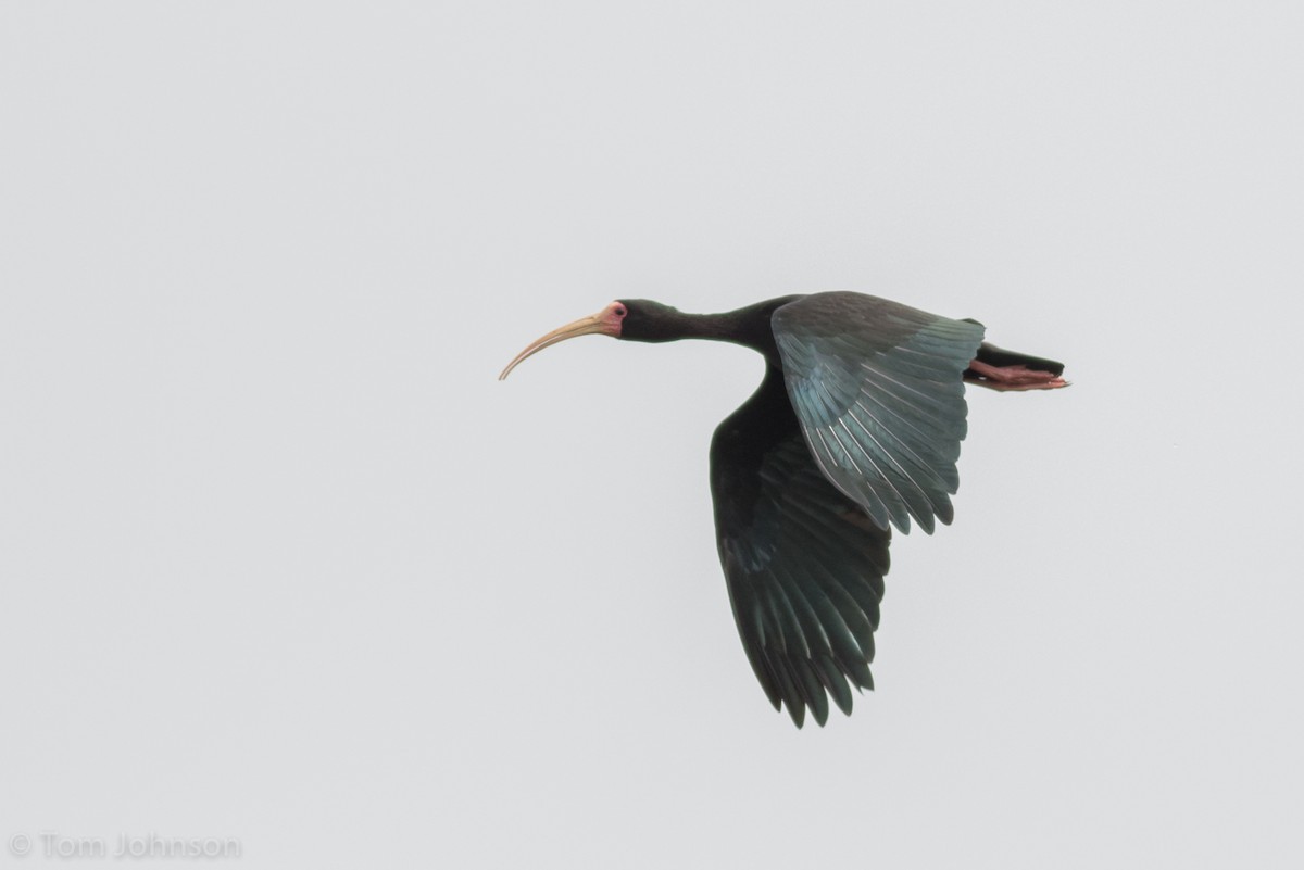 ibis tmavý - ML121882681