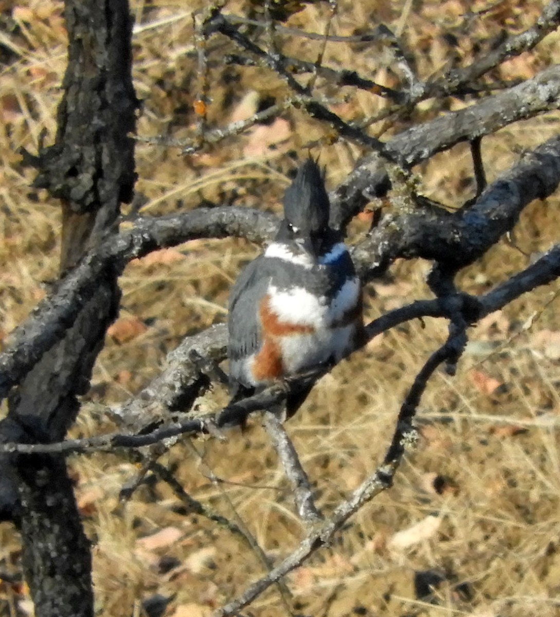 Belted Kingfisher - ML121883031