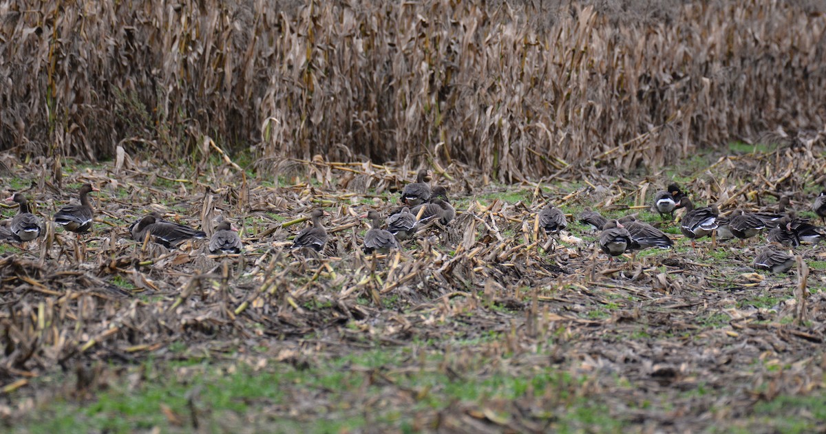 Greater White-fronted Goose - ML121884951